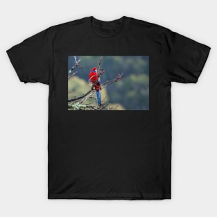 Crimson Rosella T-Shirt